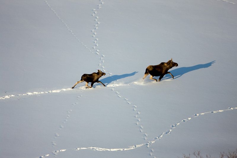 Лосиха с детенышем оставили следы на снегу к югу от Инувика в дельте реки Макензи, Канада. (© Robert B. Haas)