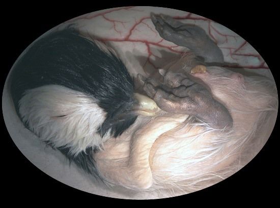 Животные в утробе матери (12 фото)